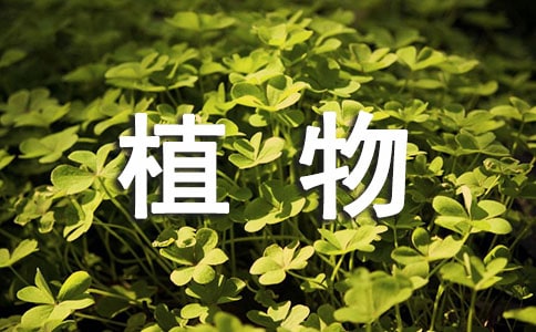 植物园观后感范文