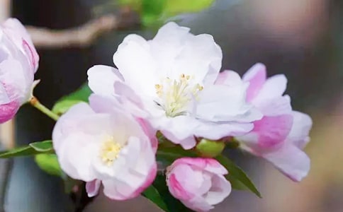 海棠依旧观后感范文