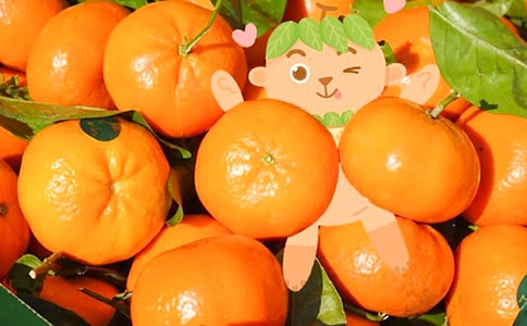 橘子说明文