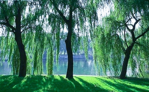 关于柳树的说明文范文