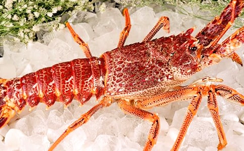 第一次捉龙虾六年级日记600字