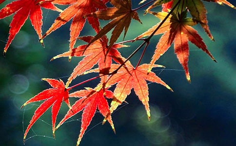 《远山红叶》观后感