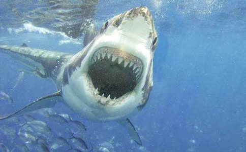 鲨鱼说明文