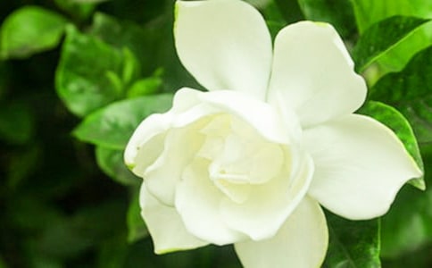 以栀子花为话题说明文600字