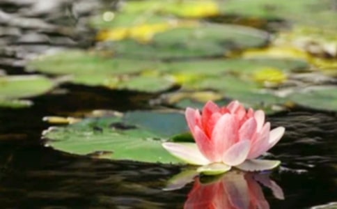 和平桥450字说明文