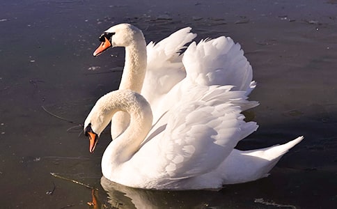 关于吹小号的天鹅读后感500字