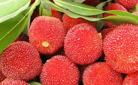 杨梅说明文作文