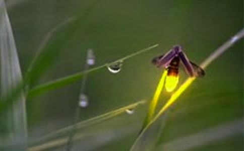 萤火虫之墓观后感作文