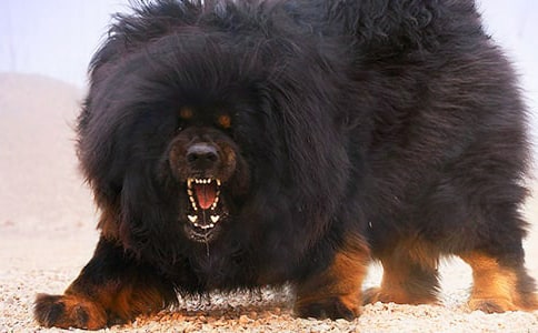 关于藏獒读后感