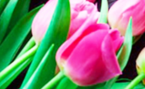 郁金香花展观察日记（精选6篇）