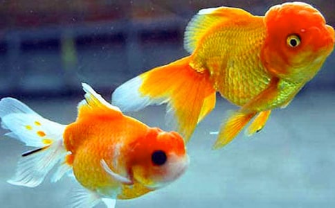 《悬崖上的金鱼公主》观后感600字作文