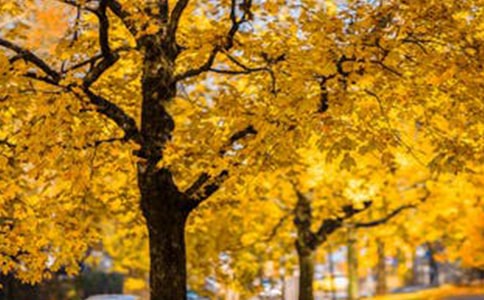 心灵深处的风景优秀作文600字