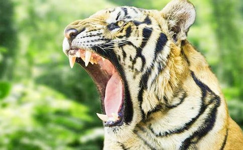 乐于助人的老虎小学作文400字