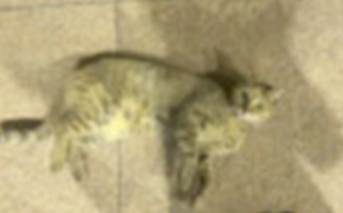 【必备】小猫的作文400字合集六篇