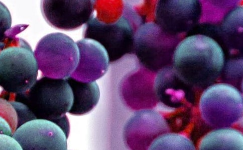 小水果,大作用四年级作文