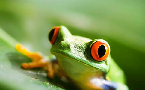 叙事作文:爱护青蛙