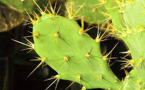 一株仙人掌作文