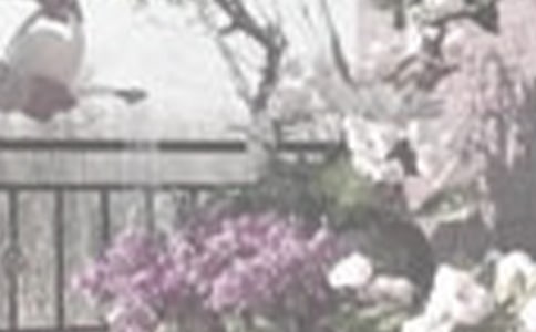 浇花三年级作文