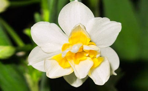 美丽优雅的水仙花550字作文