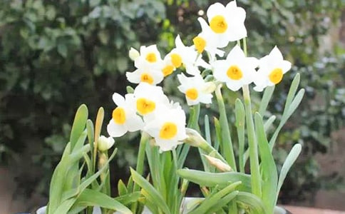 水仙花小学生350字作文