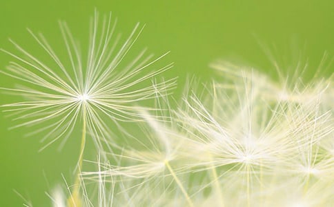 花季,穿过蒲公英的半海1100字作文