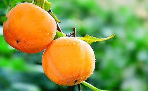 树木园摘柿子作文