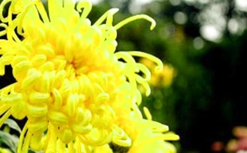 我喜欢菊花小学四年级优秀作文