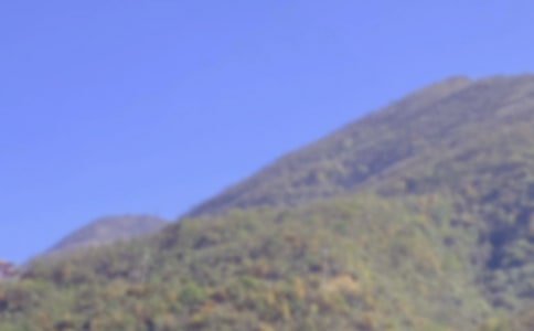 我爱爬山虎的叶子作文200字