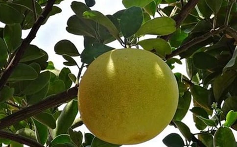  诱惑人的柚子叙事作文