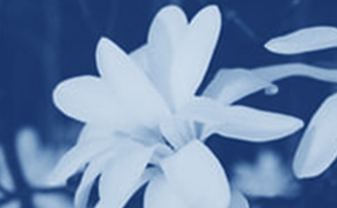 那朵玉兰花作文