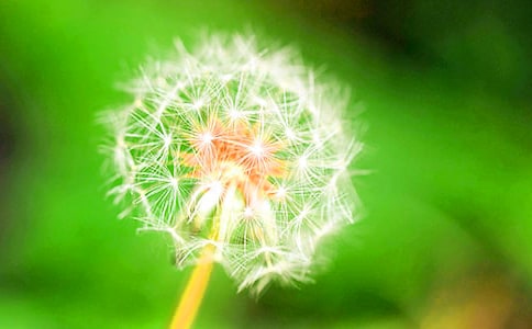 蒲公英的自述作文(集锦15篇)