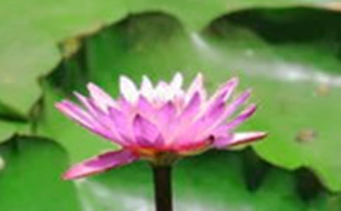 村口池塘里的荷花,让我痴迷作文900字