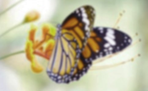 一枚蝴蝶标本作文