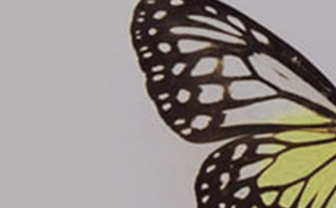 参观蝴蝶标本展小学四年级作文