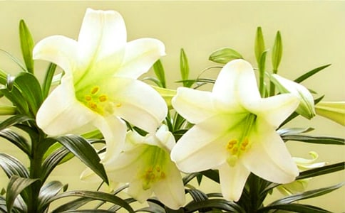 美丽百合花三年级作文