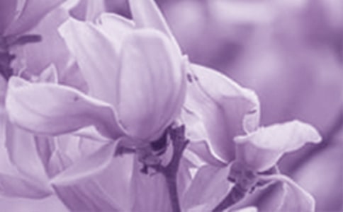 广玉兰花小学生作文