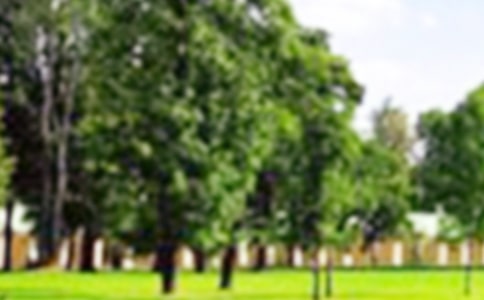 深圳红树林公园一游小学记事作文