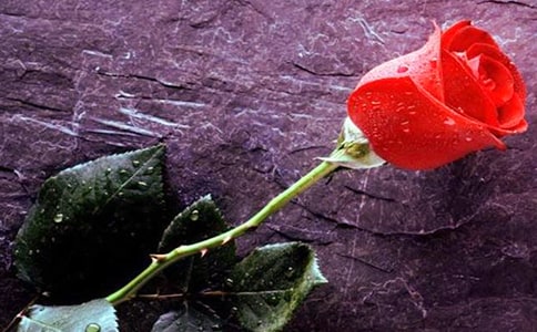 赠人玫瑰，手有余香叙事作文