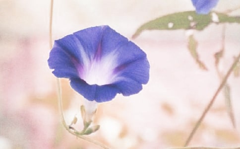 牵牛花和葫芦小学生同步作文