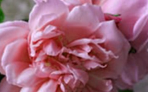 文明的花朵真香小学生作文