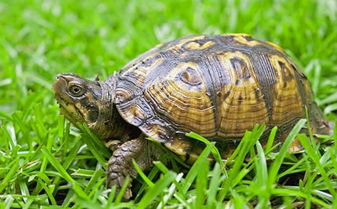 这个可爱的小乌龟优秀作文