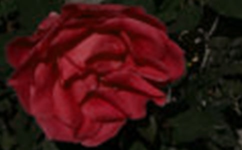 玫瑰花作文范文