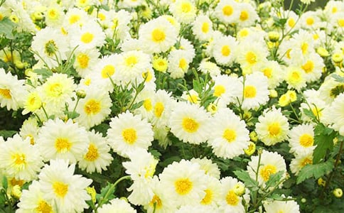 菊花展五年级作文