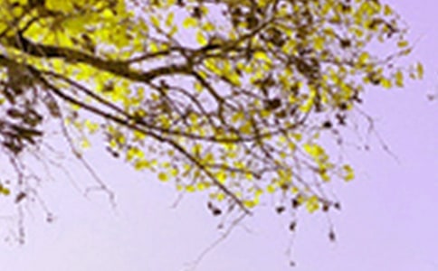 美丽的景色初中作文