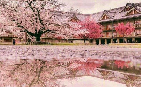 赏樱花四年级写景作文500字