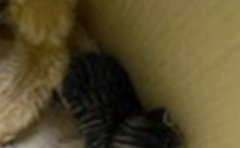 【必备】我的小猫作文400字四篇