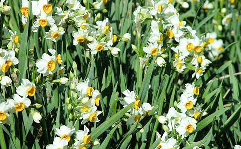 水仙花小学300字作文