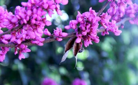 紫荆花作文600字（精选20篇）