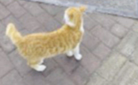 小猫咪咪四年级作文