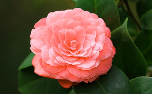 一朵白色的山茶花作文